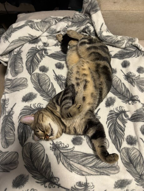 Kat Europese korthaar of huiskat