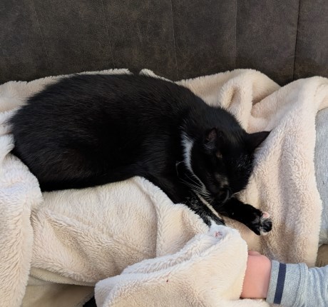 Kat Europese korthaar of huiskat