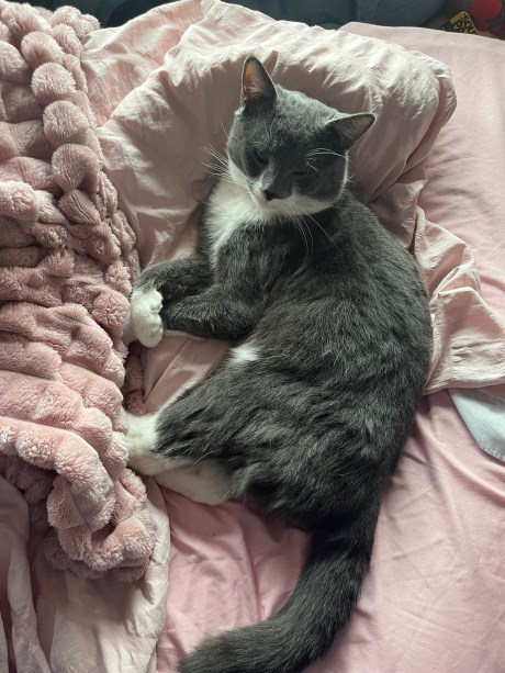 Kat Europese korthaar of huiskat