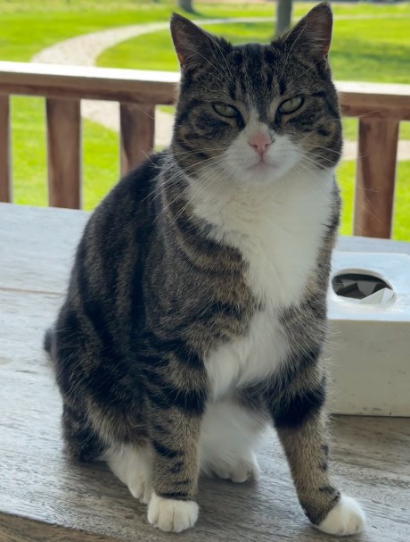 Kat Europese korthaar of huiskat