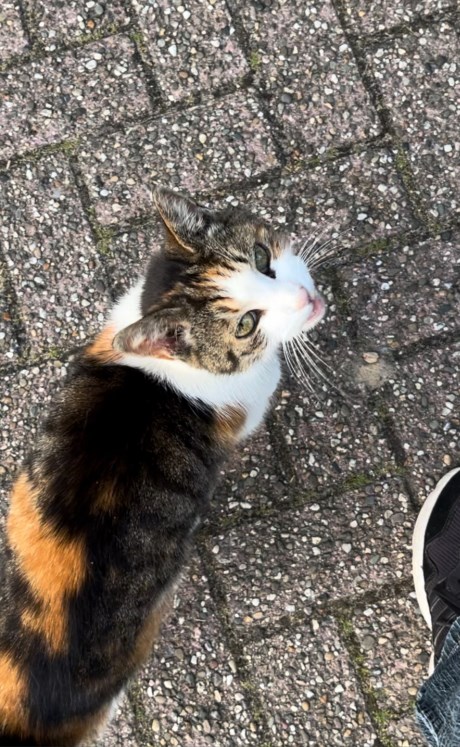 Kat Europese korthaar of huiskat