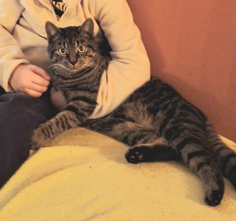 Kat Europese korthaar of huiskat