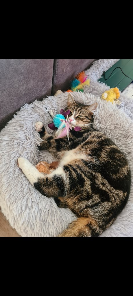 Kat Europese korthaar of huiskat