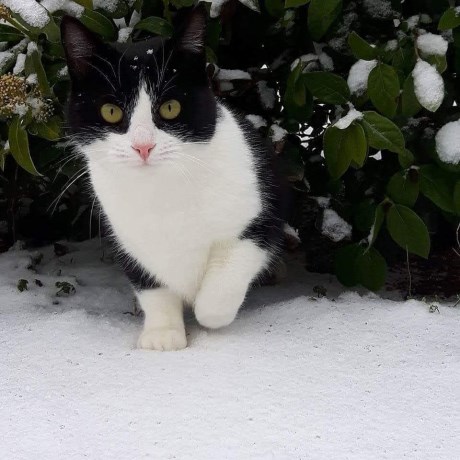 Kat Europese korthaar of huiskat