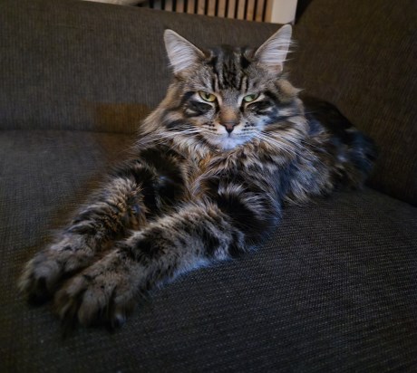 Kat Maine Coon