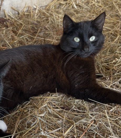 Kat Europese korthaar of huiskat