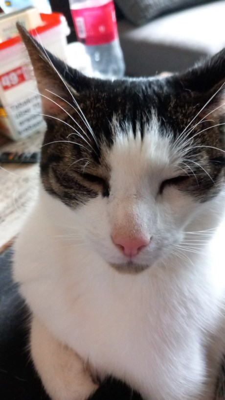 Kat Europese korthaar of huiskat