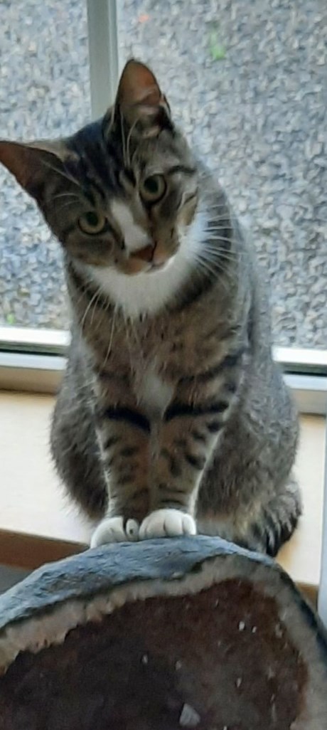 Kat Europese korthaar of huiskat