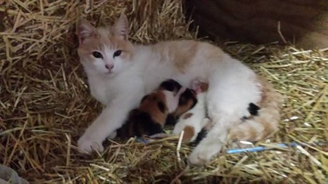 Kat Europese korthaar of huiskat