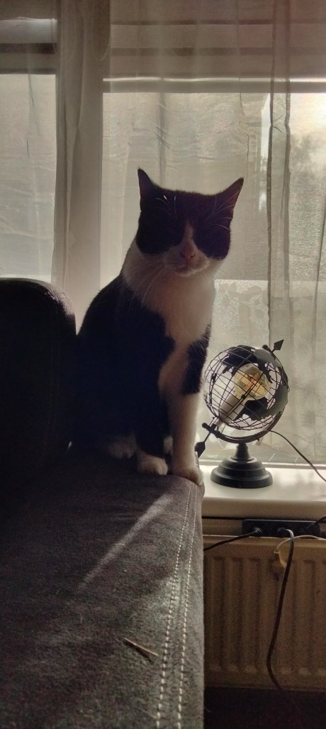 Kat Europese korthaar of huiskat