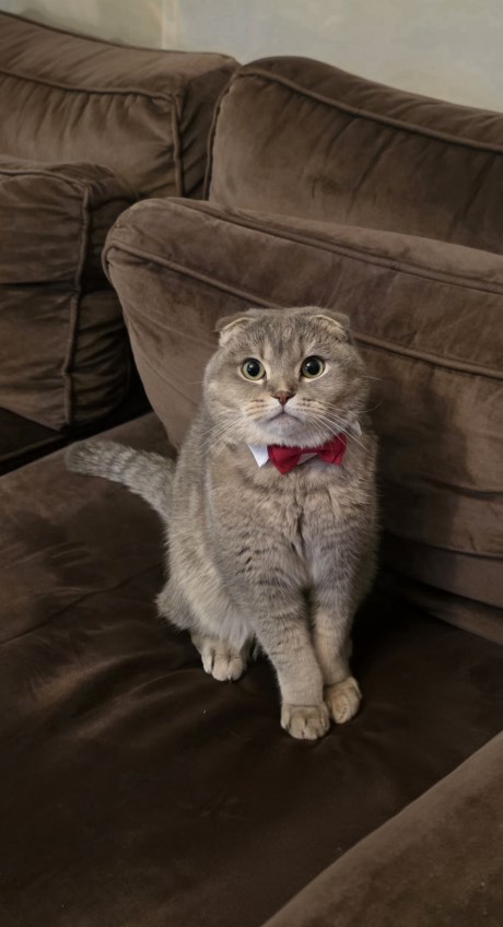 Kat Scottish Fold