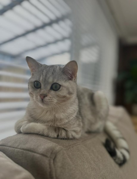 Kat Brits korthaar X