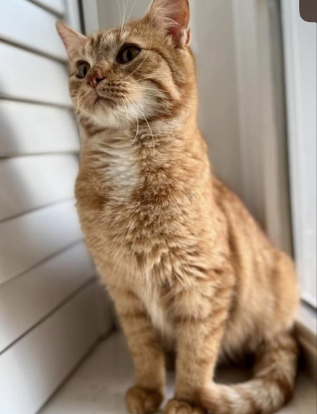 Kat Europese korthaar of huiskat