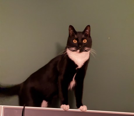 Kat Europese korthaar of huiskat