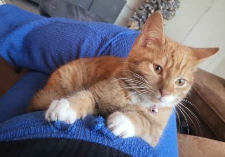 Kat Europese korthaar of huiskat