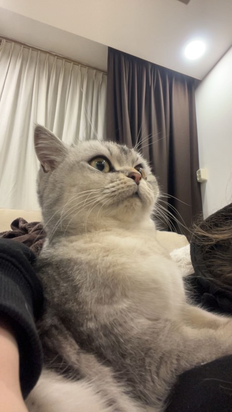 Kat Europese korthaar of huiskat