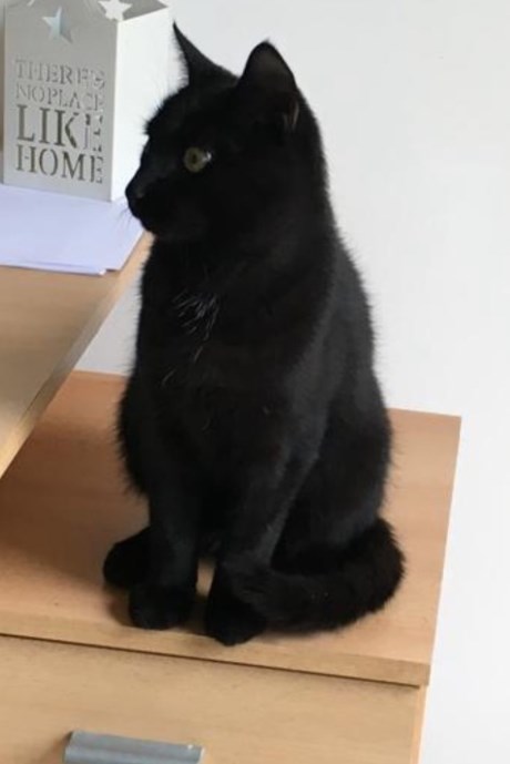 Kat Europese korthaar of huiskat