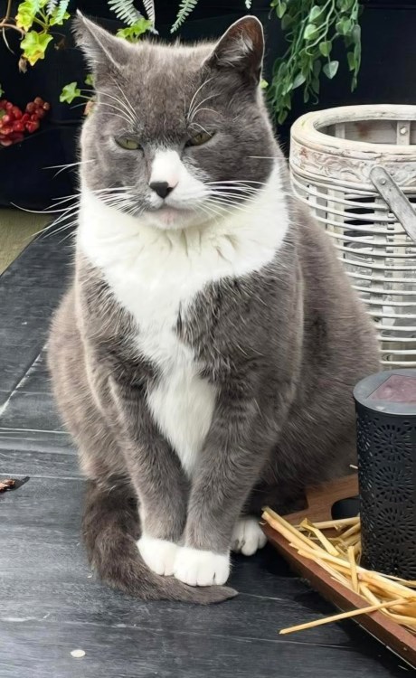 Kat Europese korthaar of huiskat