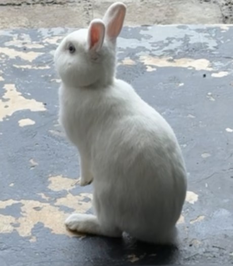 Knaagdier / Haasachtige Konijn