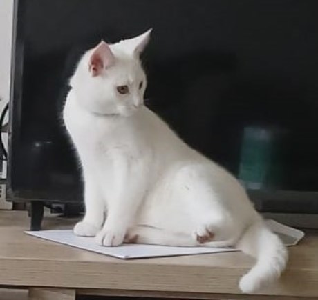 Kat Europese korthaar of huiskat