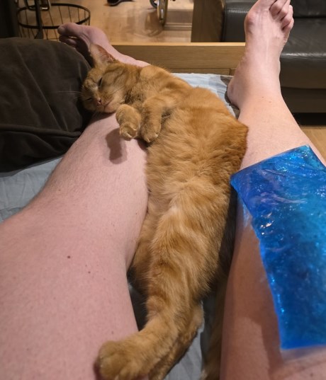 Kat Europese korthaar of huiskat