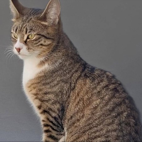 Kat Europese korthaar of huiskat