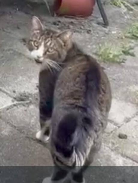 Kat Europese korthaar of huiskat