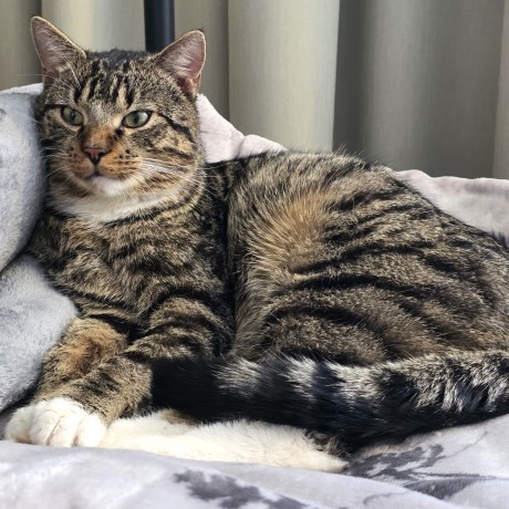 Kat Europese korthaar of huiskat