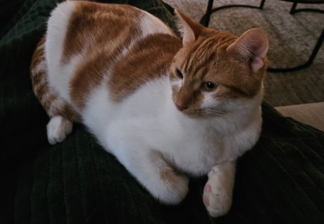 Kat Europese korthaar of huiskat