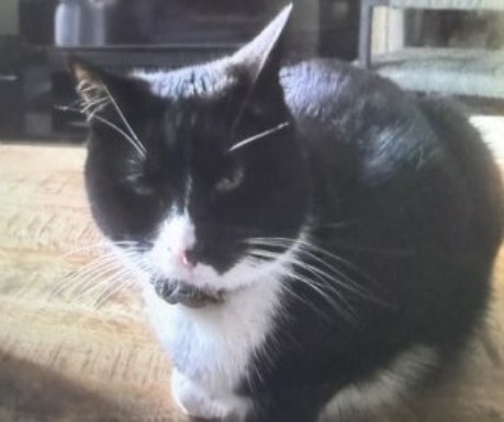 Kat Europese korthaar of huiskat