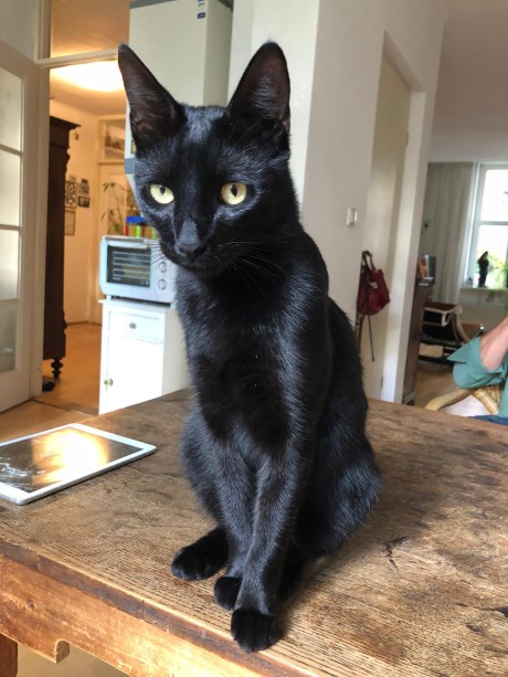 Kat Europese korthaar of huiskat