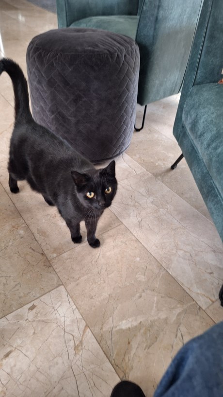 Kat Europese korthaar of huiskat