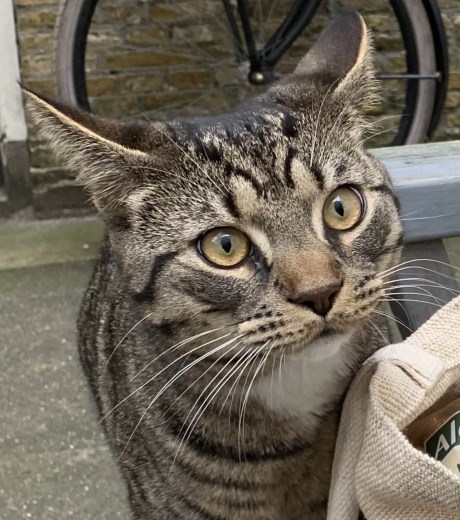 Kat Europese korthaar of huiskat