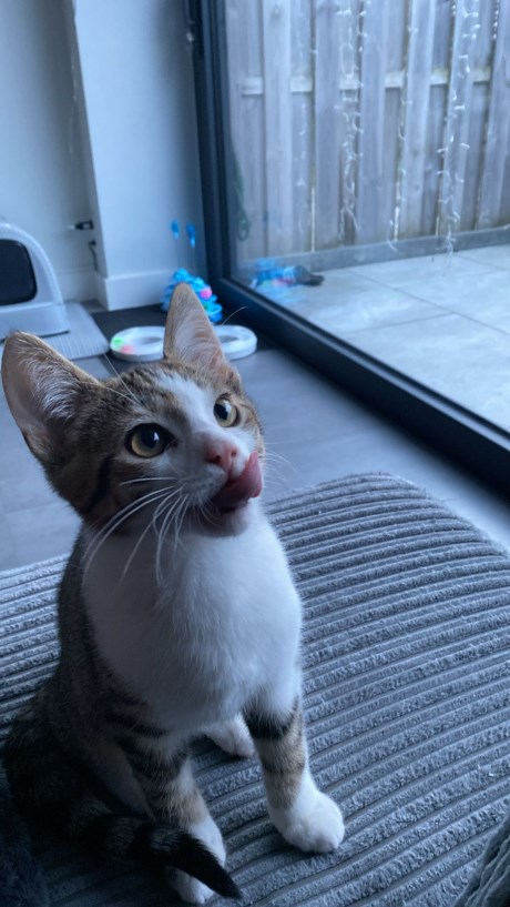 Kat Europese korthaar of huiskat