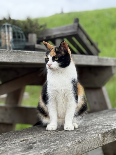 Kat Europese korthaar of huiskat