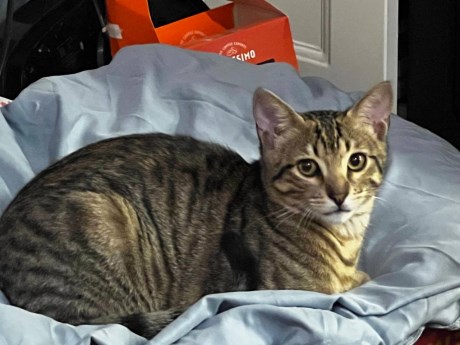 Kat Europese korthaar of huiskat