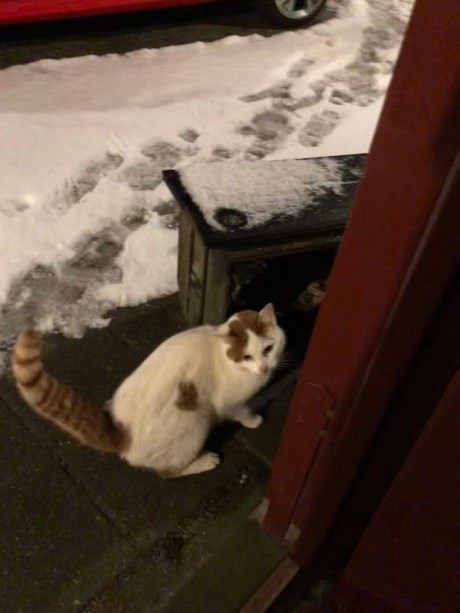 Kat Europese korthaar of huiskat