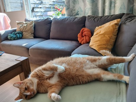 Kat Europese korthaar of huiskat