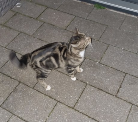 Kat Europese korthaar of huiskat