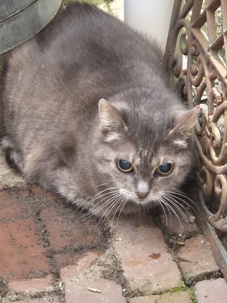 Kat Europese korthaar of huiskat