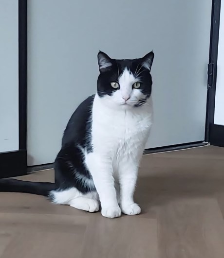 Kat Europese korthaar of huiskat