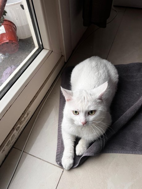 Kat Europese korthaar of huiskat