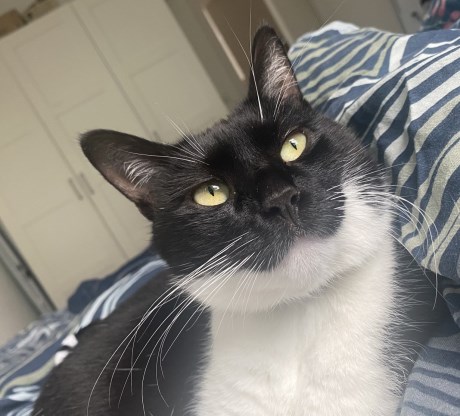 Kat Europese korthaar of huiskat