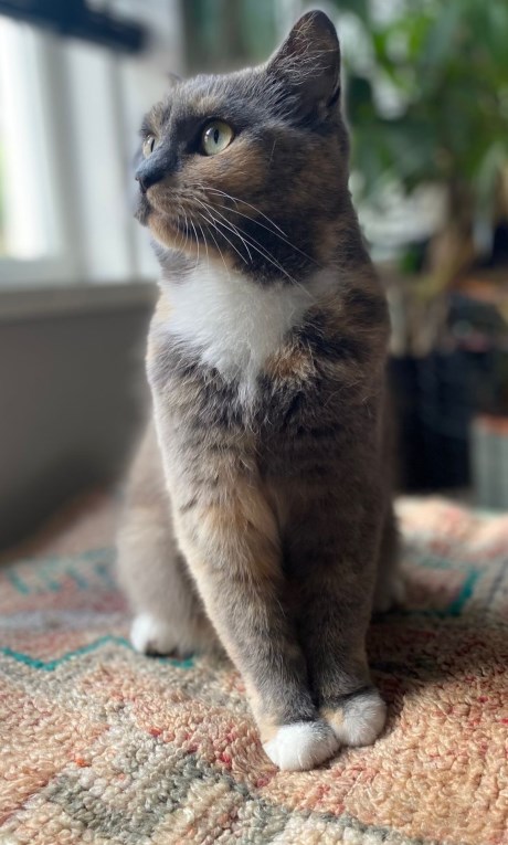 Kat Europese korthaar of huiskat