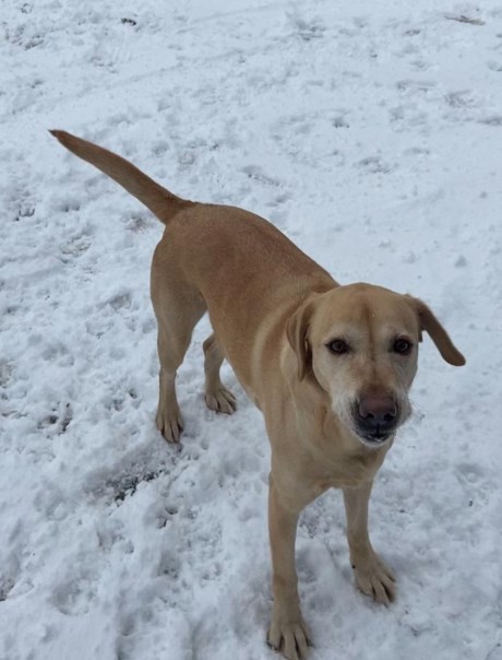 Hond Jachthond overig