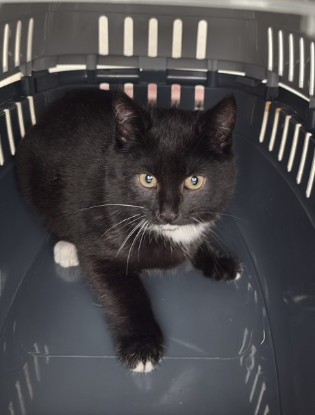 Kat Europese korthaar of huiskat