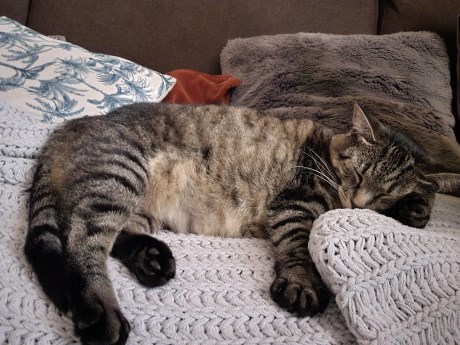 Kat Europese korthaar of huiskat