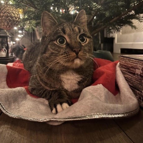 Kat Europese korthaar of huiskat