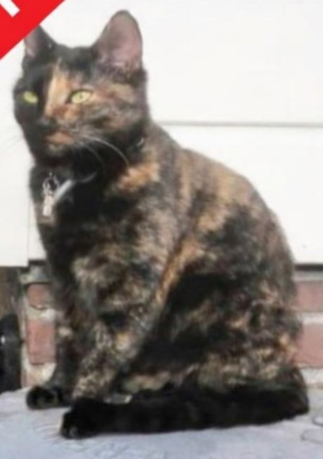 Kat Europese korthaar of huiskat