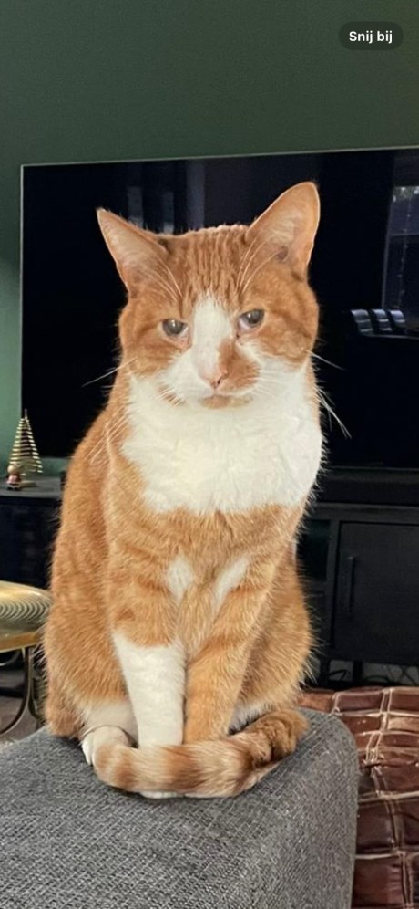 Kat Europese korthaar of huiskat